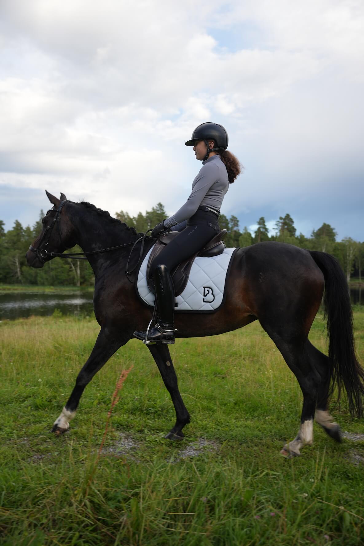 Arktisk Grå Dressyrschabrak