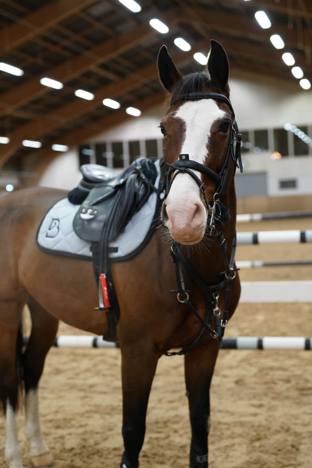 Arctic Grey Jump Saddle Pad - BREIJA
