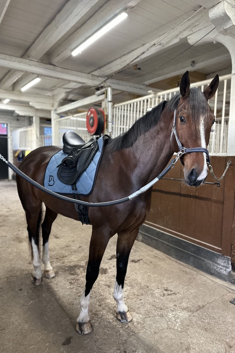 Arctic Blue Dressage Saddle Pad - BREIJA